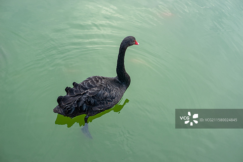 中国野生动物野外动物拍摄主题，湖泊河岸两只黑色的黑天鹅，户外白昼无人图像摄影图片素材