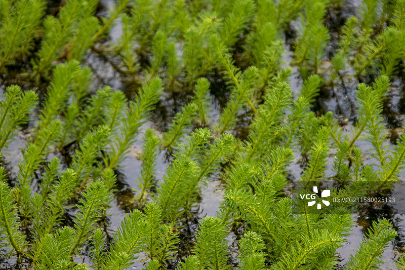 绿色,植物,自然,自然美,户外,生长,白昼,清新,特写,叶子,背景,满画幅,宁静,树,水聚藻,粉绿狐图片素材