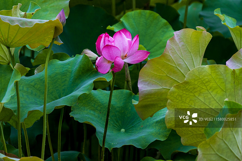 荷花 自然  荷花摄影 绍兴 十里荷塘 风光  花朵花卉图片素材