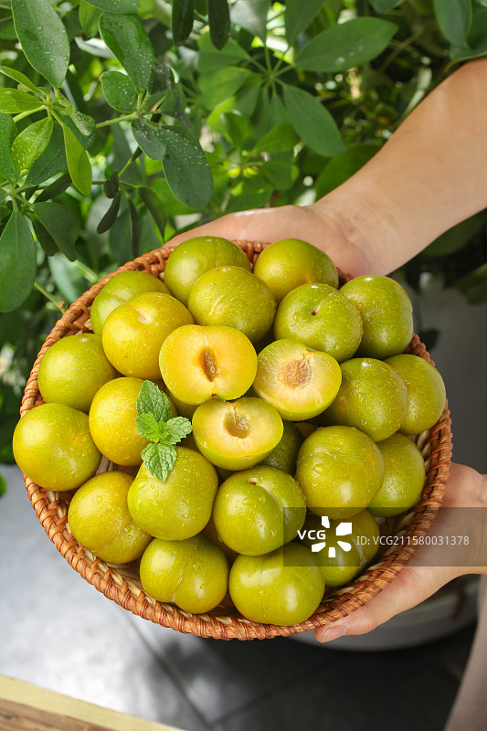 蜂糖李图片素材