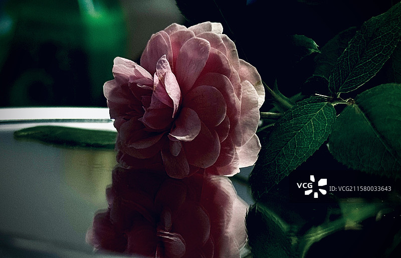 镜中的粉色蔷薇花图片素材