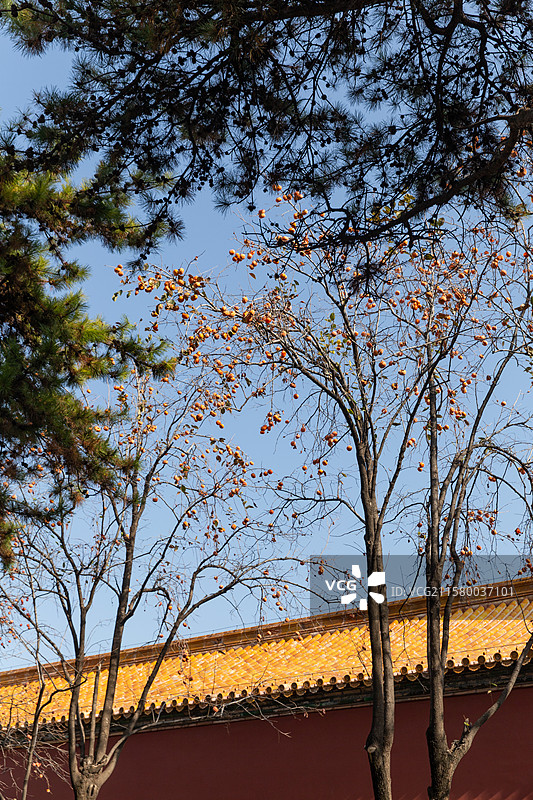 故宫秋日红墙柿子图片素材