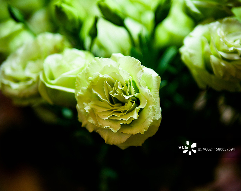 素雅淡然的浅绿色洋桔梗图片素材