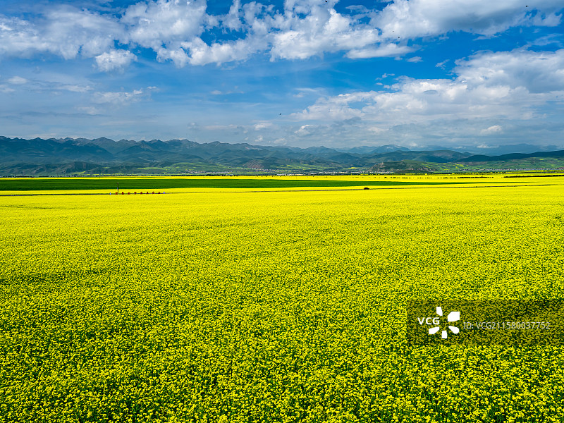 青海门源油菜花田图片素材