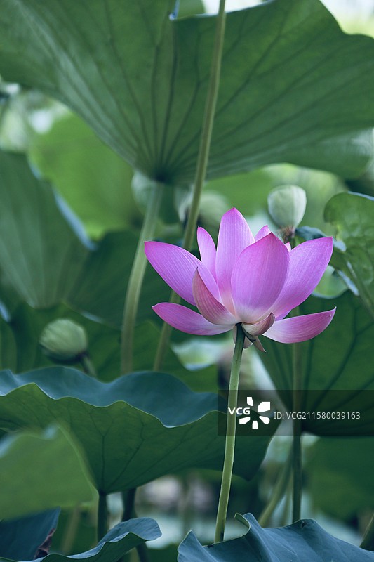 北京颐和园夏日荷花荷叶盛开背景壁纸配图图片素材