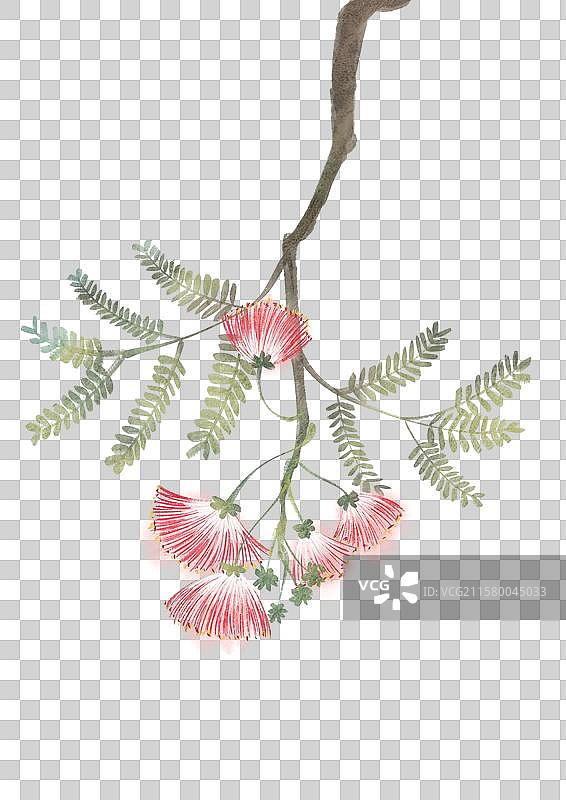 合欢花图片素材