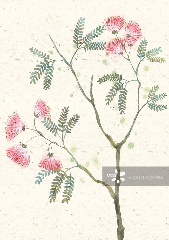 合欢花国风插画图片素材