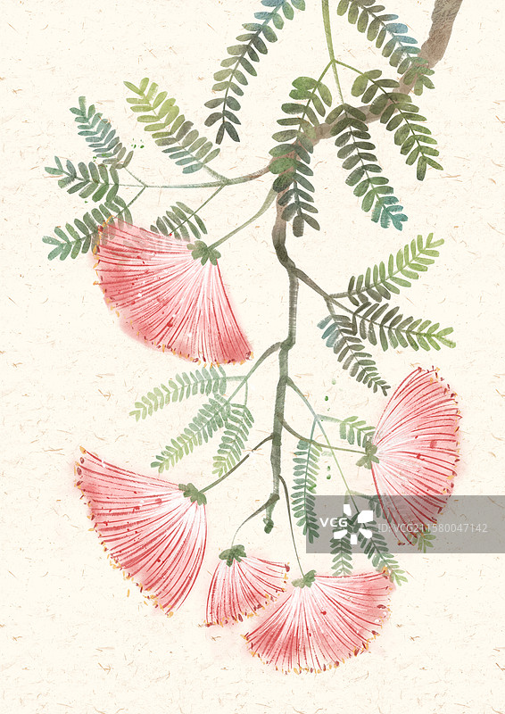 合欢花国风插画图片素材