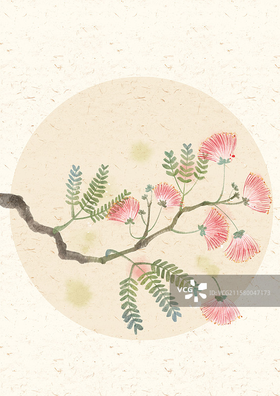 合欢花国风插画图片素材