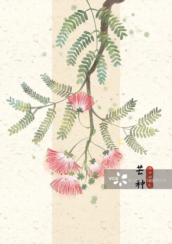 芒种合欢花国风插画图片素材