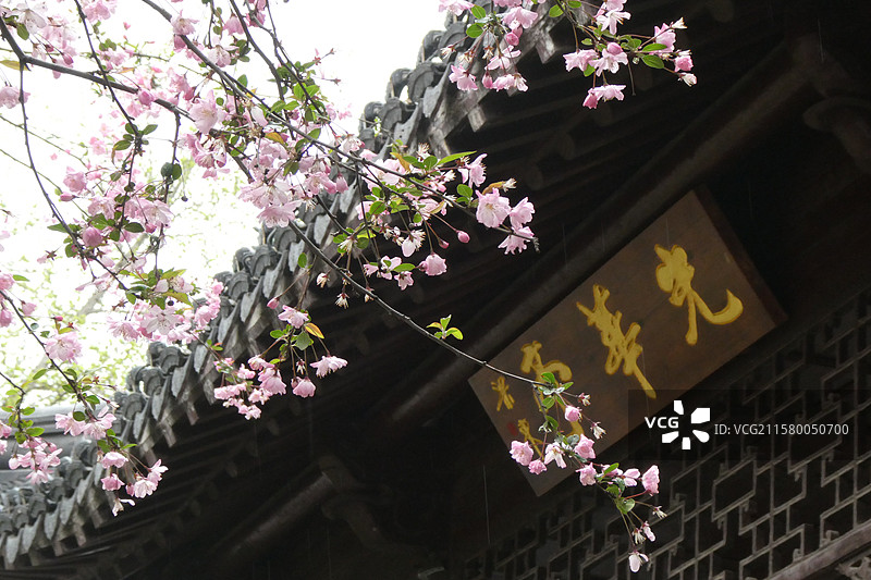 江苏旅游南京文旅莫愁湖公园春天海棠花盛开多视角组图素材图片素材