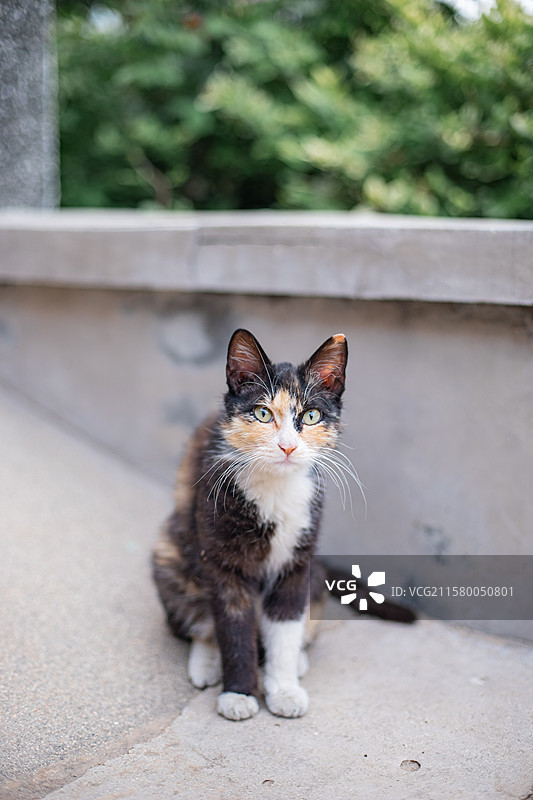 中国野生动物拍摄主题，地面上坐着一只狸花猫家猫宠物，户外白昼无人图像摄影图片素材