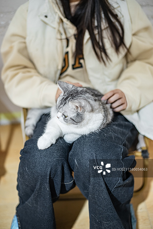 中国健康生活方式拍摄主题，猫咖黄色米色白色狸花猫金渐层美国短毛猫坐在主人腿上被抚摸，室内无人图像摄影图片素材