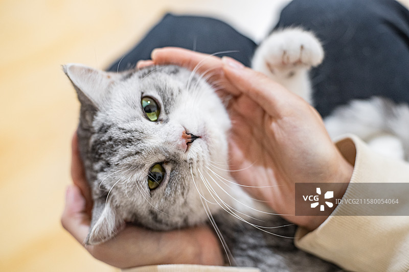 中国健康生活方式拍摄主题，猫咖黄色米色白色狸花猫金渐层美国短毛猫坐在主人腿上被抚摸，室内无人图像摄影图片素材