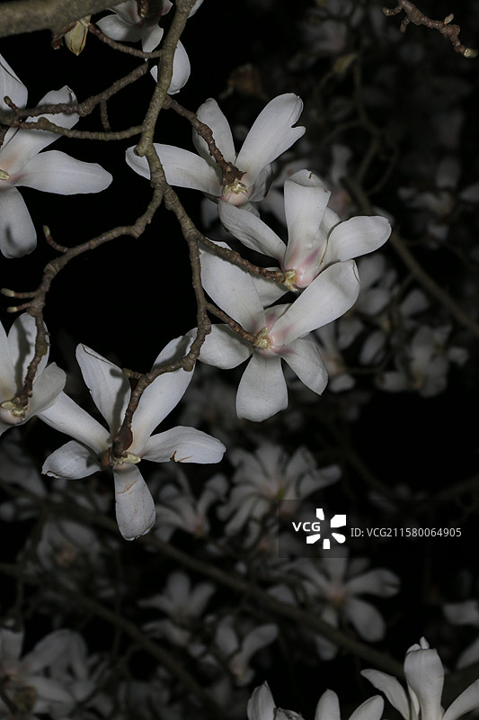 杭州浙大玉泉校区-植物园夜色花朵图片素材