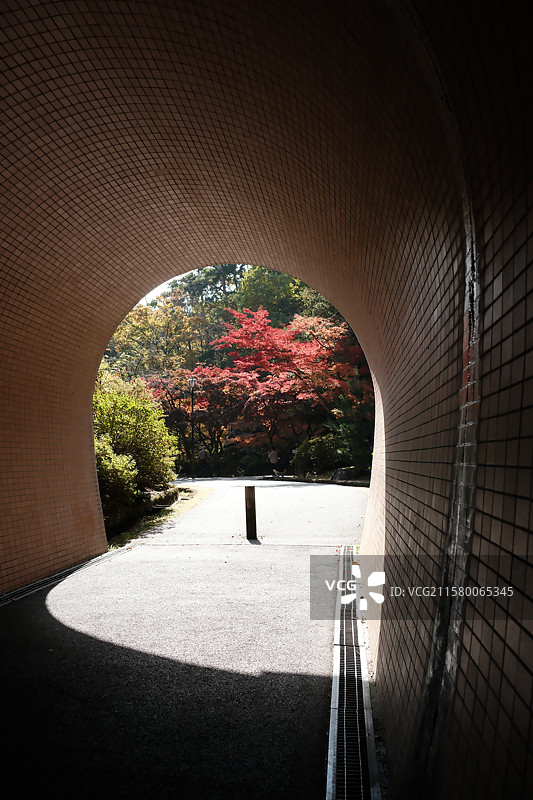 红色枫叶图片素材