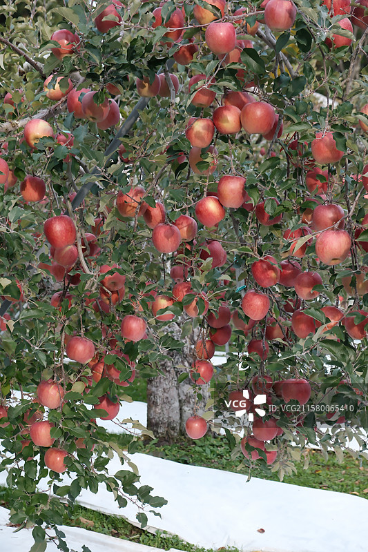 苹果特写图片素材