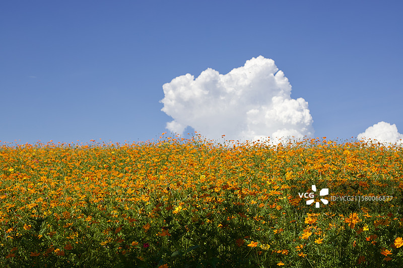 南昌市新建区城市花海 礼布湖公园 城市夏日花海白云蓝天 背景宣传图片素材