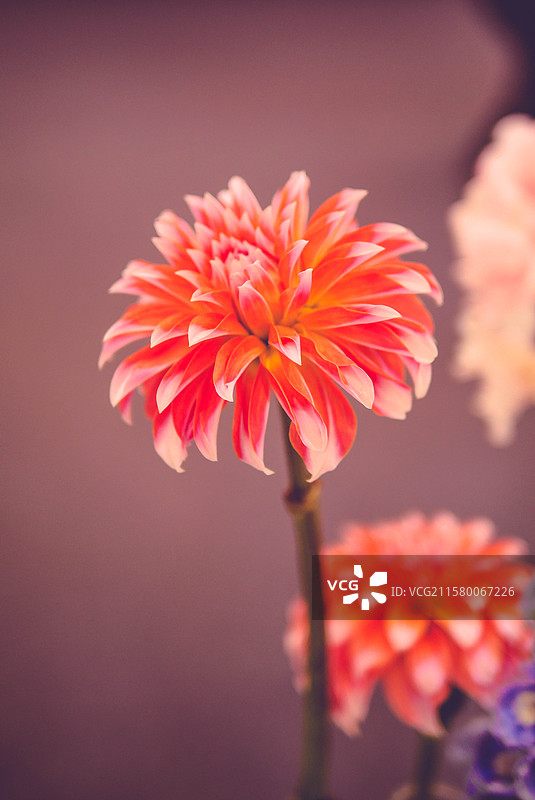 橘红色渐变大丽菊图片素材