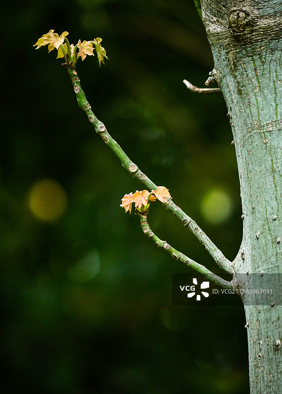 槭树嫩枝树枝生长发芽图片素材