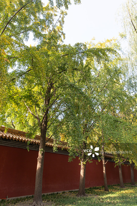 故宫秋日红墙和银杏图片素材