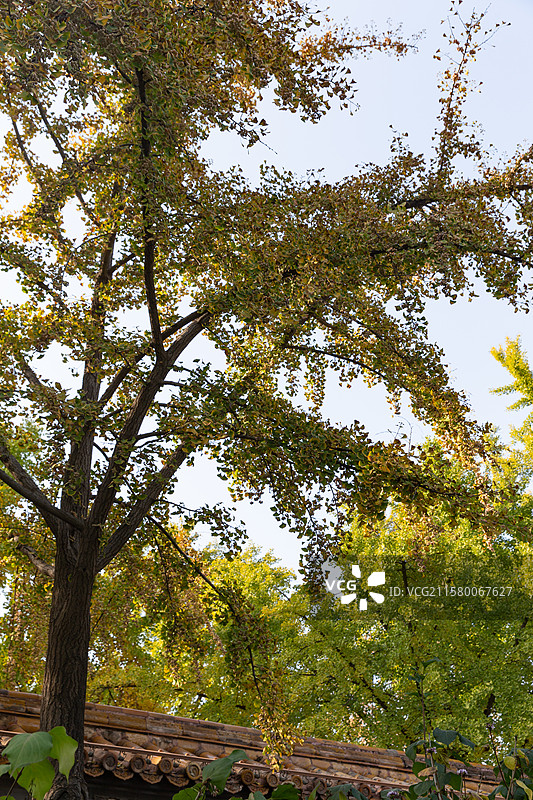 故宫秋日红墙和银杏图片素材