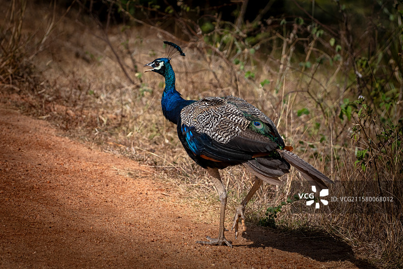 斯里兰卡国家公园孔雀图片素材