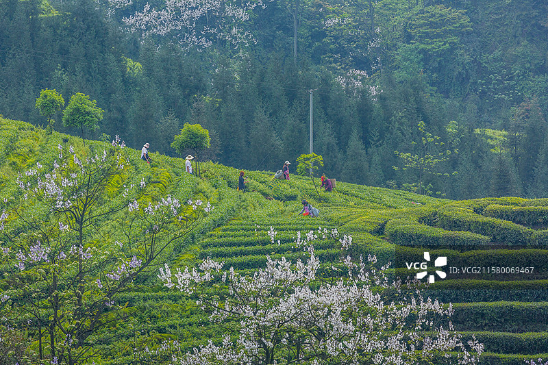 宜宾珙县鹿鸣茶山采茶劳作场景图片素材
