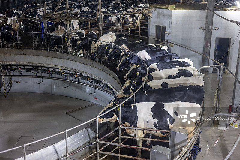 奶牛场机械化挤牛奶场景图片素材