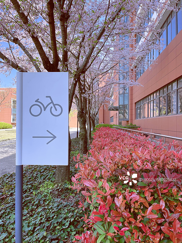 春天的华东师范大学校园图片素材