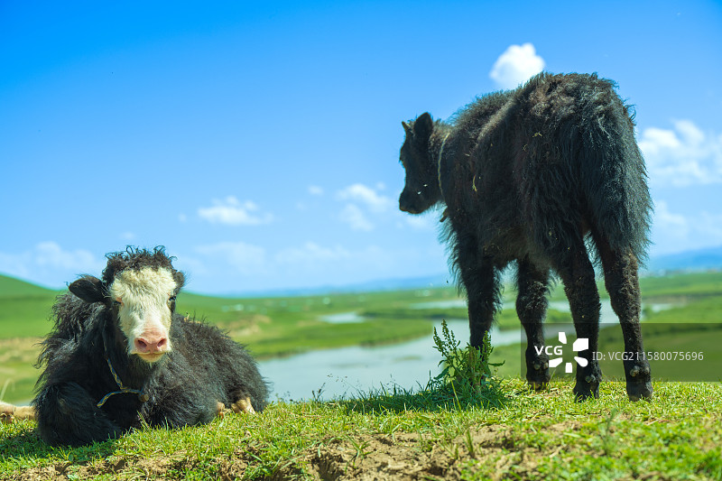 小牦牛的安逸生活图片素材
