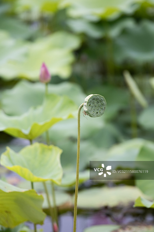 荷塘里的莲蓬头 中药材莲子图片素材