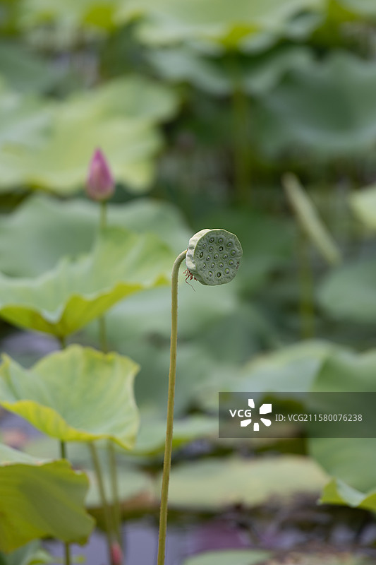 荷塘里的莲蓬头 中药材莲子图片素材
