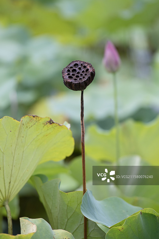 枯萎的莲蓬头图片素材
