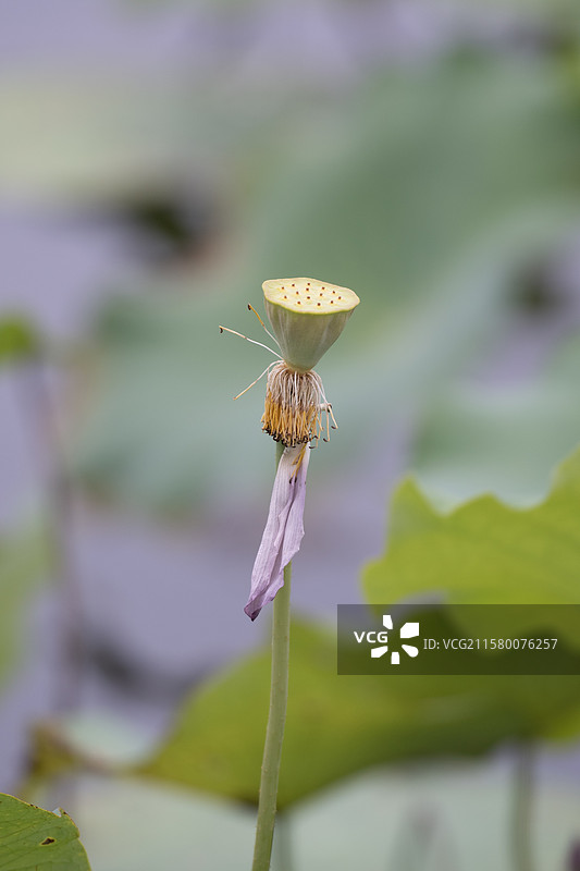 荷塘里的莲蓬头 中药材莲子图片素材