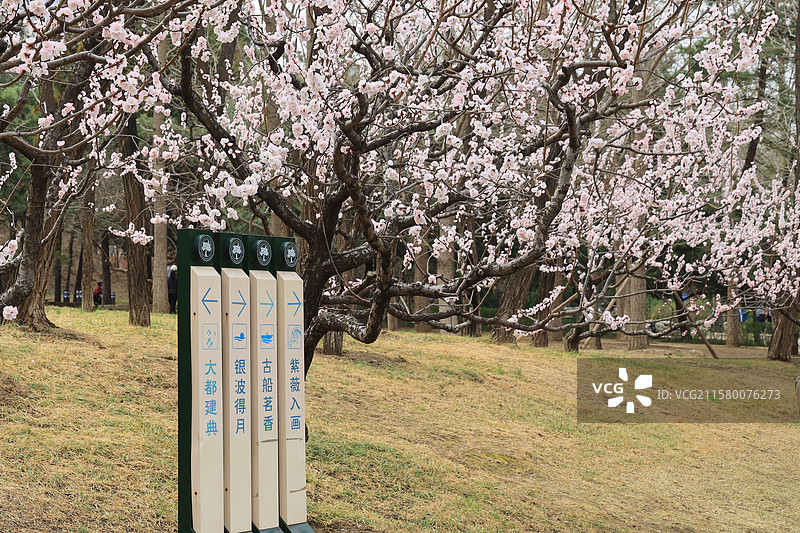 早春时节的北京元土城遗址公园图片素材