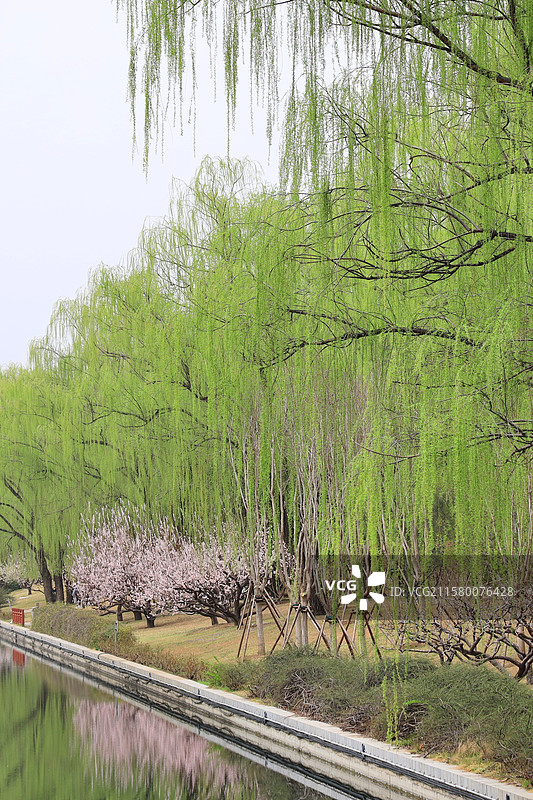 早春时节的北京元土城遗址公园图片素材