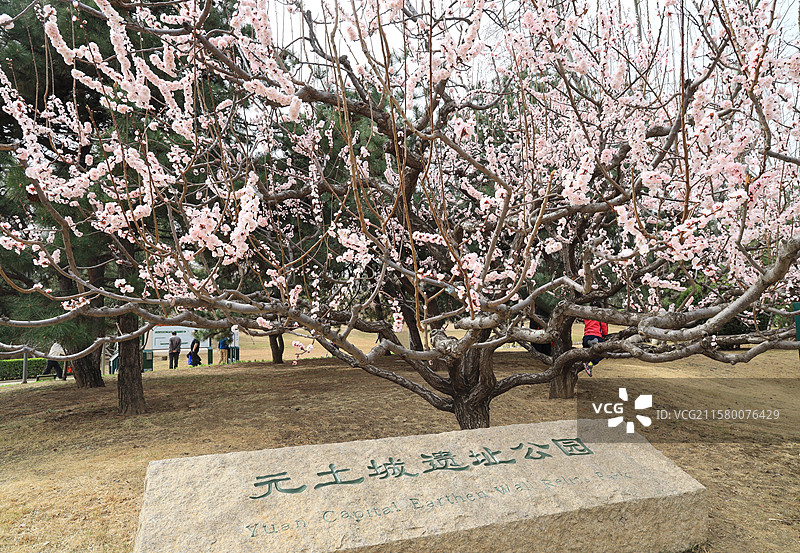 早春时节的北京元土城遗址公园图片素材