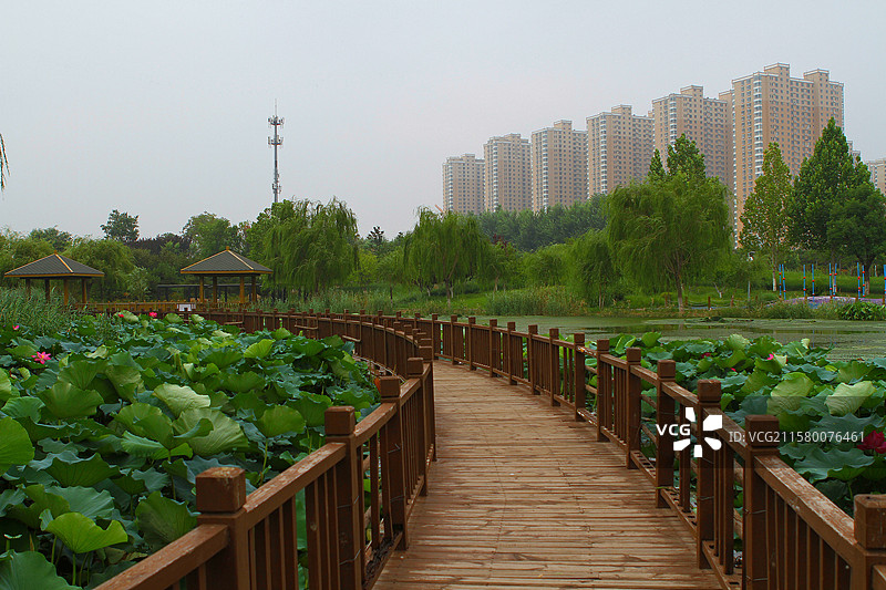 赏荷栈道图片素材