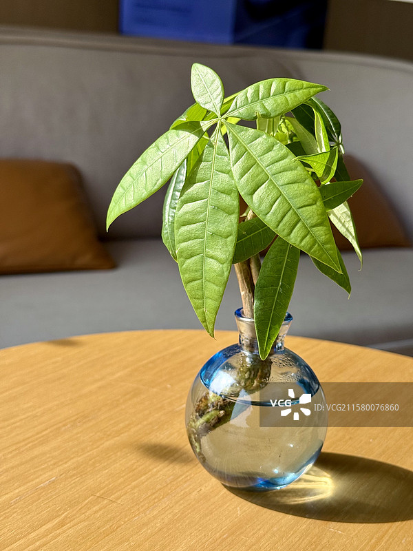 室内绿植图片素材