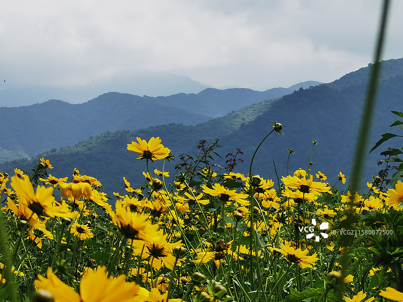 康乐县白桦林景区里的黄色向日葵图片素材