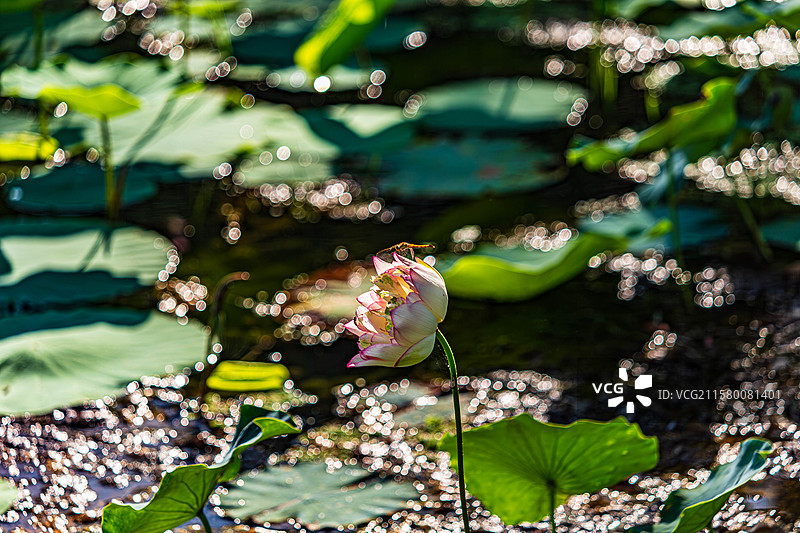 辽阳柳壕湿地公园风光图片素材