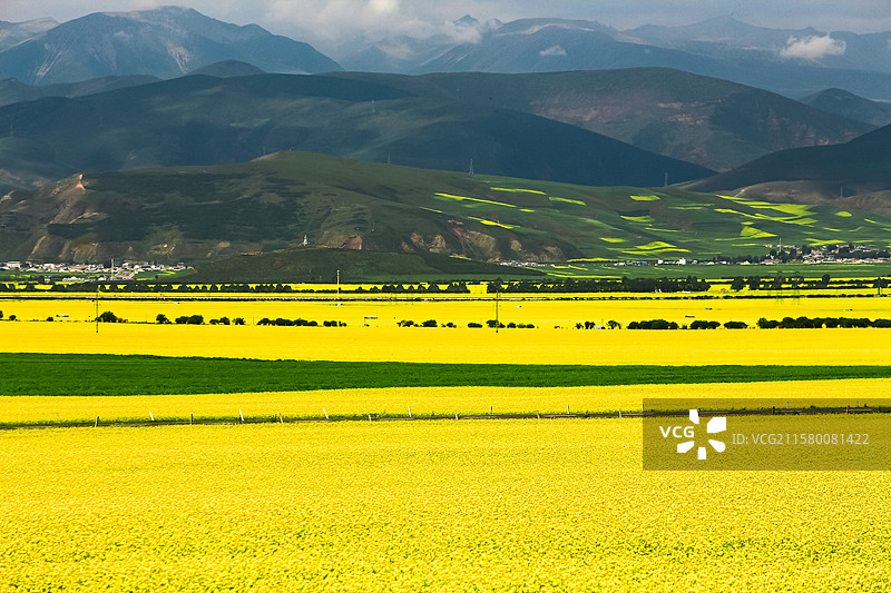青海门源油菜花田图片素材