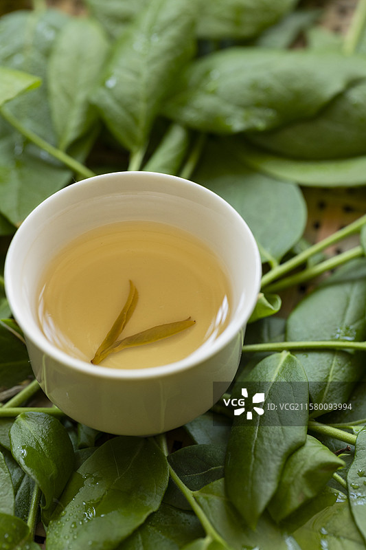 黄茶—蒙顶黄芽图片素材