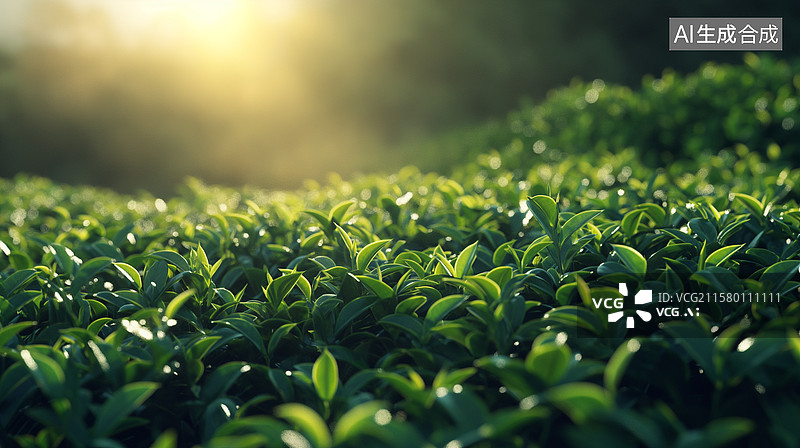 【AI数字艺术】茶园自然景观图片素材
