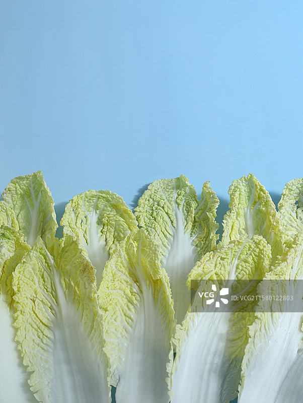 蓝色背景上的新鲜蔬菜青菜菜叶子白菜娃娃菜图片素材