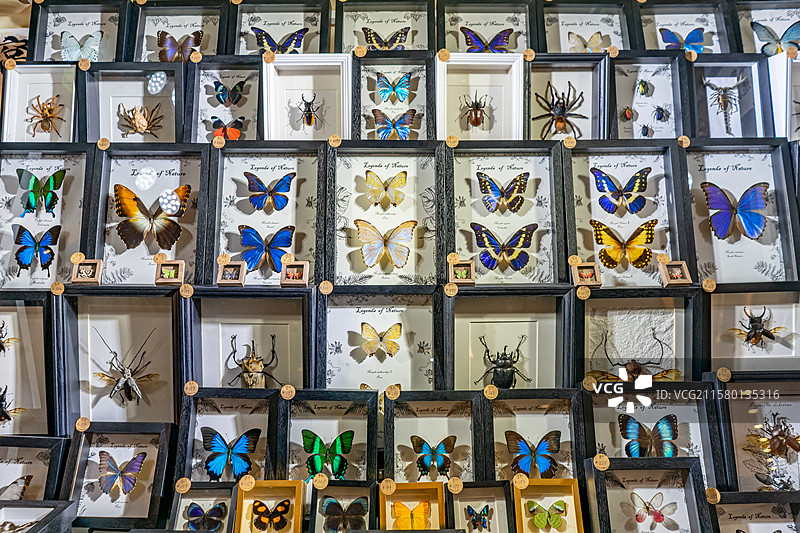 中国野生动物拍摄主题，陈列柜展示盒各种蝴蝶品种的标本架装饰品艺术品相框裱起来展示，室内无人图像摄影图片素材