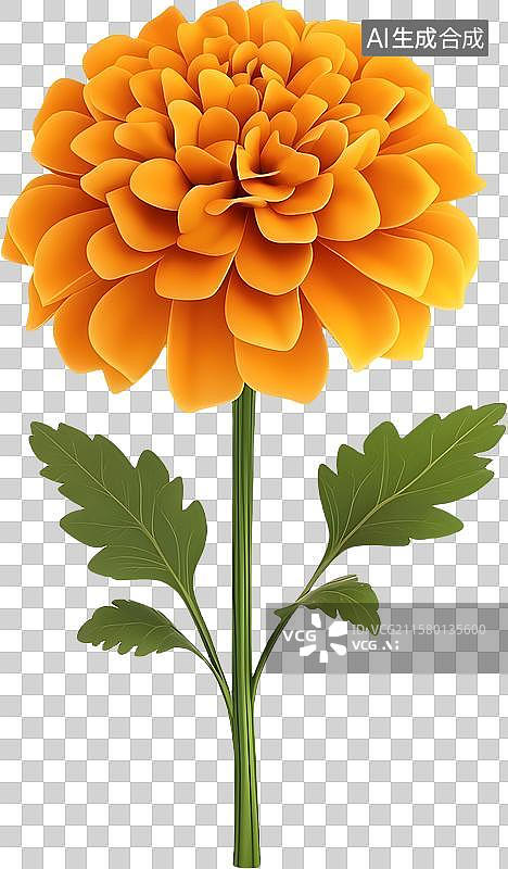 【AI数字艺术】盛开的万寿菊图片素材