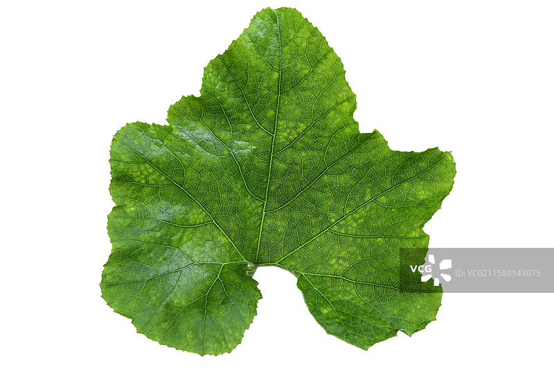 一片春天立春春分绿色植物树叶叶子的特写图片素材