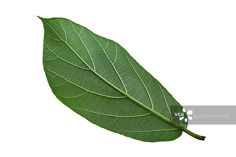 一片春天立春春分绿色植物树叶叶子的特写图片素材